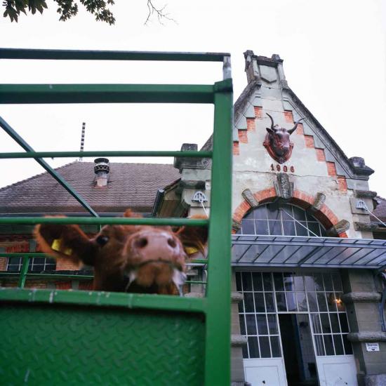 Reportage avant la fermeture des abatoirs de Payerne
