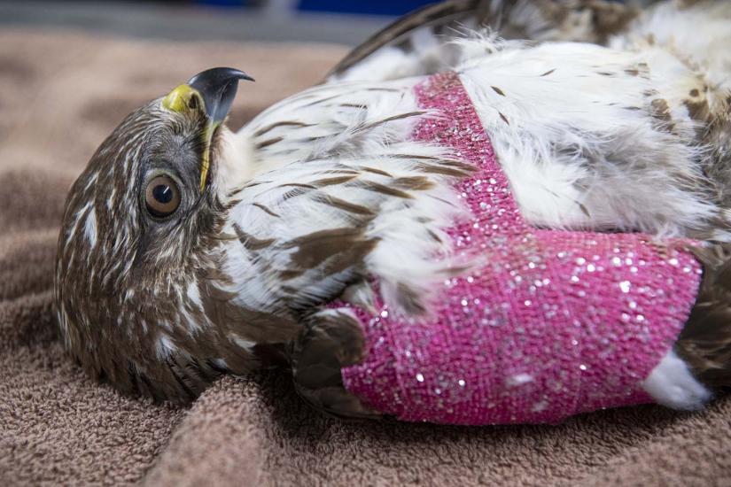 Buse variable soignés à la fondation Erminea à Chavornay