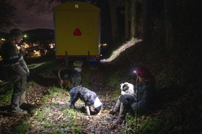 Eilane et Dounia,  effectuent pour la première fois une transhumance avec 500 moutons dans la région de la broye. De retour au camp après une journée en route avec le troupeau, les chiens prennent leur repas. 